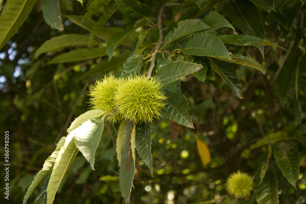 green Chestnut bur