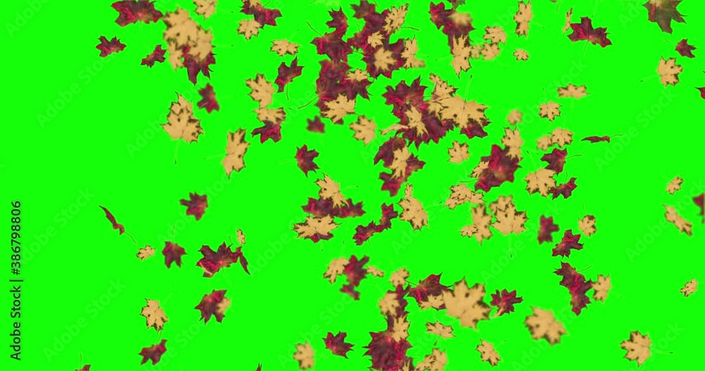 Animation ofbeautiful leaves falling in autumn background concept loop Animation ofbeautiful leaves falling in autumn background concept loop