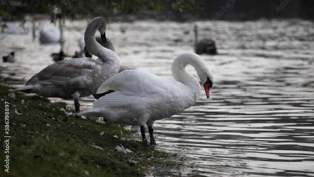 wild swan with white feathers long neck and orange beak waving its wings on the bank of the Vltava river in the center of Prague wild swan with white feathers long neck and orange beak waving its wings on the bank of the Vltava river in the center of Prague