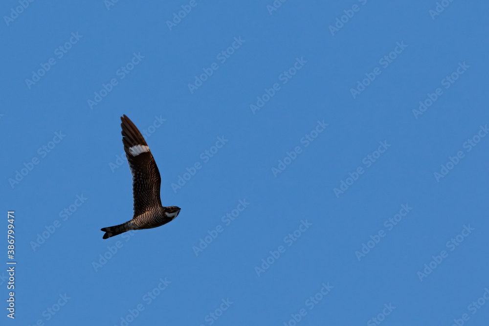 Fototapeta premium A common nighthawk searches for flying insects in Wyoming's evening sky.