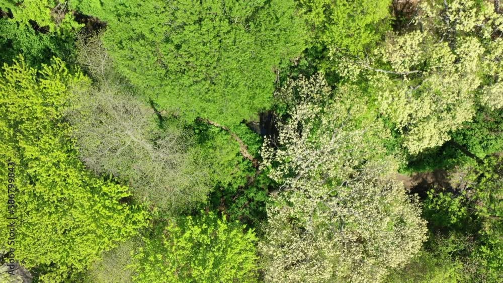 An aerial view over the tops of green trees. It is a bright & sunny day. The camera booms straight up, while looking straight down over the tree which look like broccoli from this perspective. An aerial view over the tops of green trees. It is a bright & sunny day. The camera booms straight up, while looking straight down over the tree which look like broccoli from this perspective.
