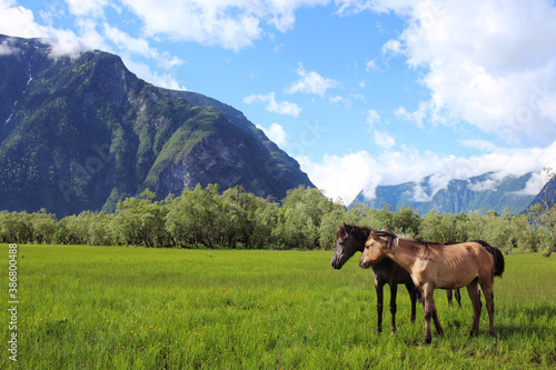 Two brown young horses graze on a lush green meadow surrounded by hills, mountains and forest