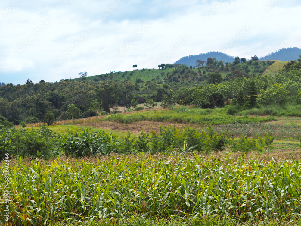 Corn trees st agricultural field with  mixed plantation in the mountains