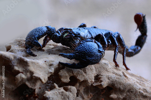 A black scorpion is looking for prey on wood.