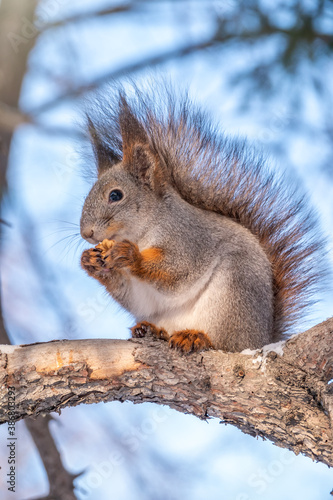 The squirrel sits on a fir branches in the winter or autumn