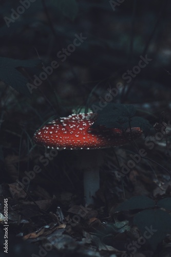 Amanita muscaria, fly agaric, fly amanita in forest