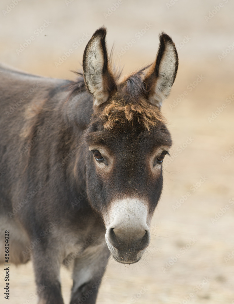 Close up donkey portrait with cute with fuzzy forelock and long ears looking and staring straight at camera on small farm in rural ontario canada Close up donkey portrait with cute with fuzzy forelock and long ears looking and staring straight at camera on small farm in rural ontario canada