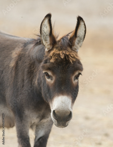 Close up donkey portrait with cute with fuzzy forelock and long ears looking and staring straight at camera on small farm in rural ontario canada