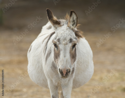 close up donkey portrait brown and white cute with long fuzzy ears staring into camera with one ear back in barnyard on small farm