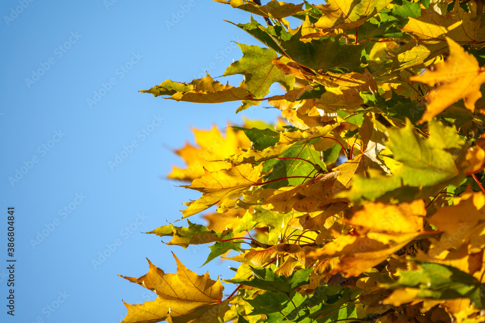 Maple branches with green and yellow leaves in autumn, in the light of sunset. Maple branches with green and yellow leaves in autumn, in the light of sunset.