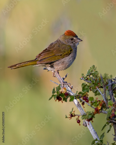 A green-tailed towhee perches on a branch in the American West © M. Leonard Photo