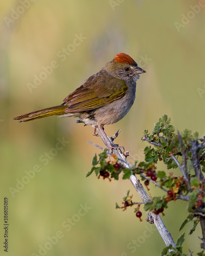 A green-tailed towhee perches on a branch in the American West photo