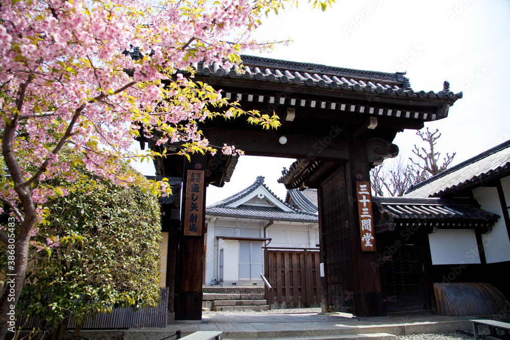 桜と三十三間堂西門 桜と三十三間堂西門