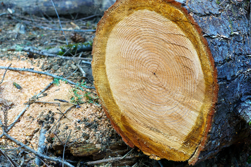 cut cedar tree trunk showing rings cut cedar tree trunk showing rings