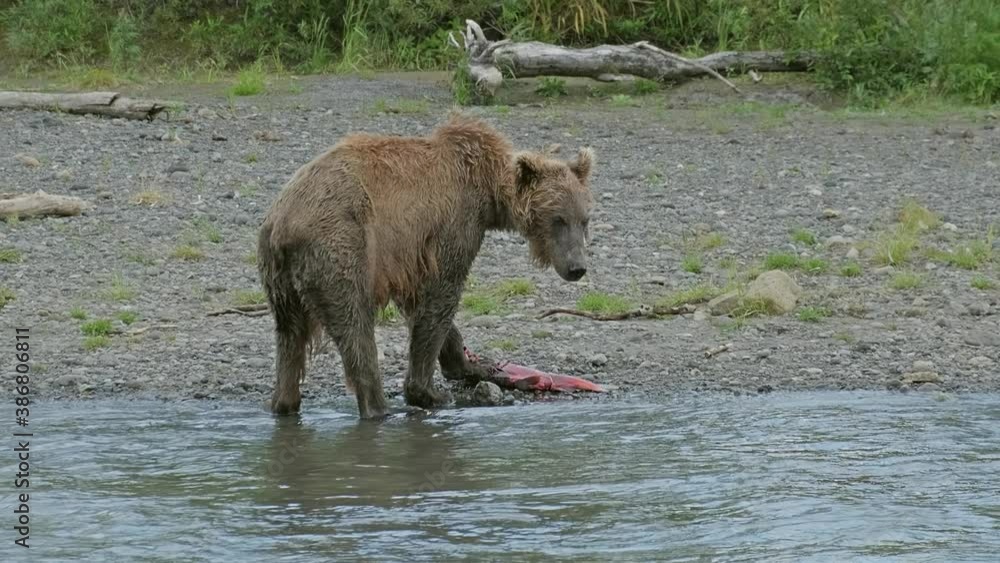 Sick thin brown bear fishes in the river, 4k Sick thin brown bear fishes in the river, 4k