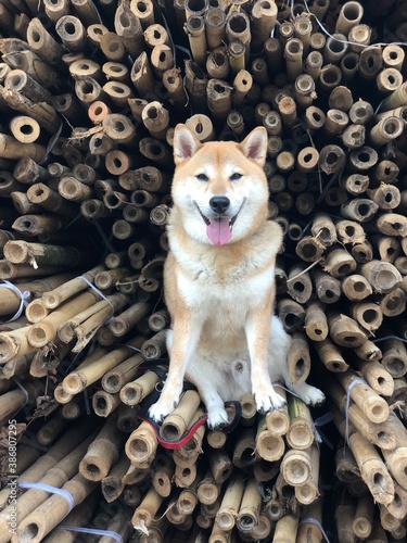 Happy Shiba Inu