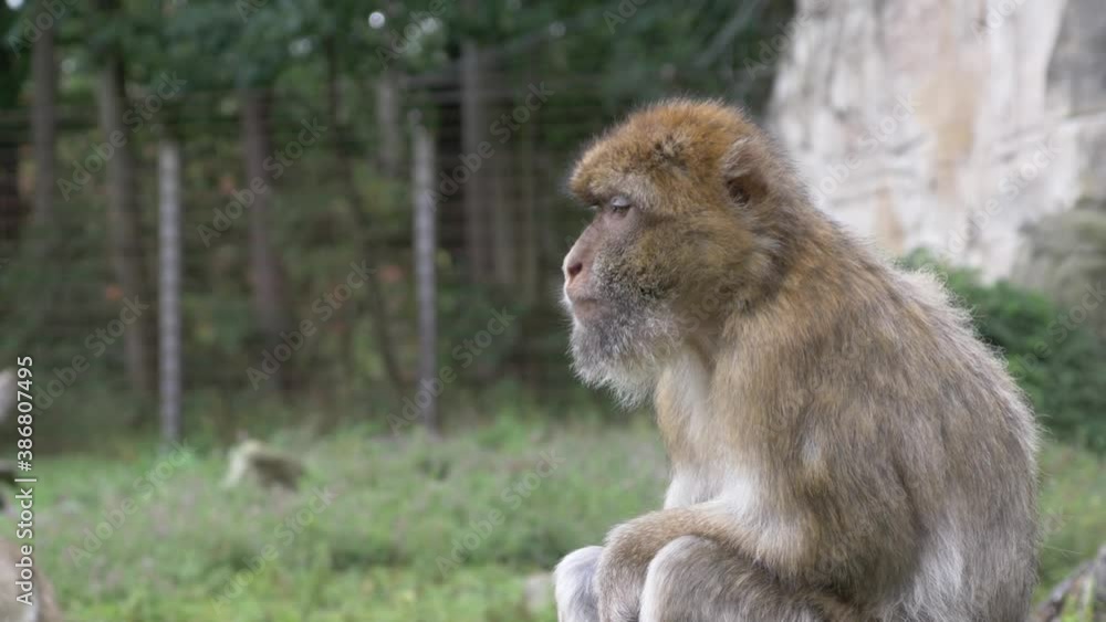Close up of a Barbary macaque, Macaca sylvanus monkey eating and sitting on a rock in the rain, Apehnheul, Apeldoorn, Netherlands Close up of a Barbary macaque, Macaca sylvanus monkey eating and sitting on a rock in the rain, Apehnheul, Apeldoorn, Netherlands
