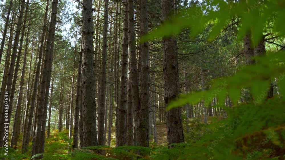 Walking under ferns on bottom of forest with pine trees at morning Walking under ferns on bottom of forest with pine trees at morning