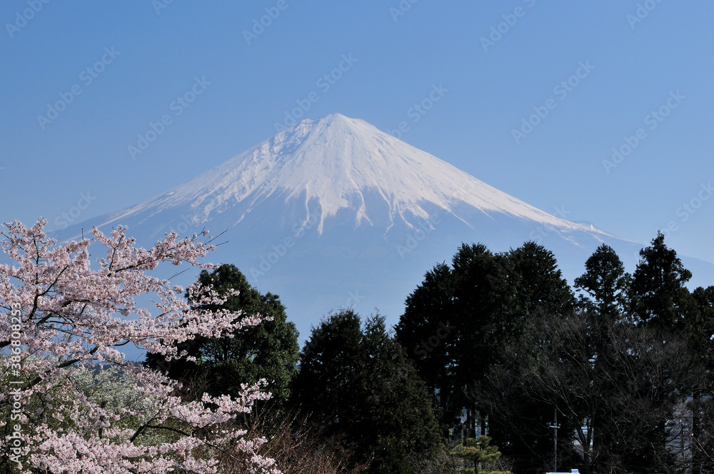 Fototapeta premium 富士山