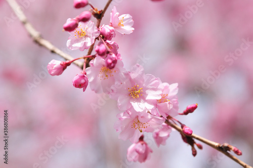 枝垂れ桜