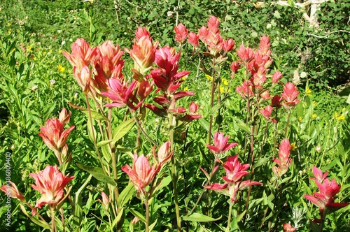 indian paintbrush