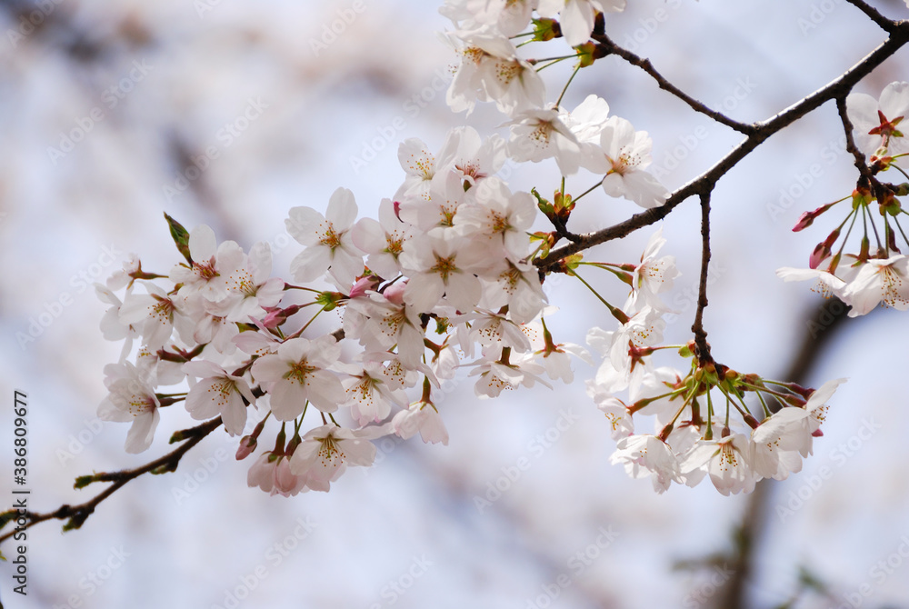 桜 桜