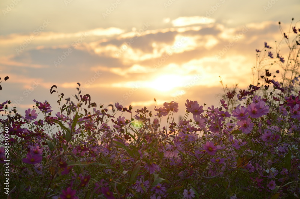 Obraz premium lavender field at sunset
