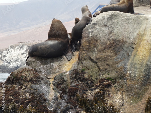 sea lion on rocks