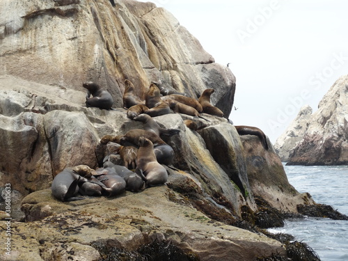 Sea lions basking on rocks on the beach