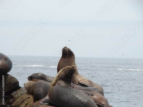 sea lion on the beach