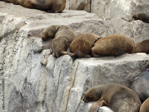 island sea lions