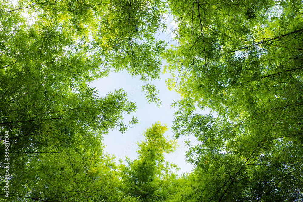 Fototapeta premium Look up at leaves green bamboo tree.