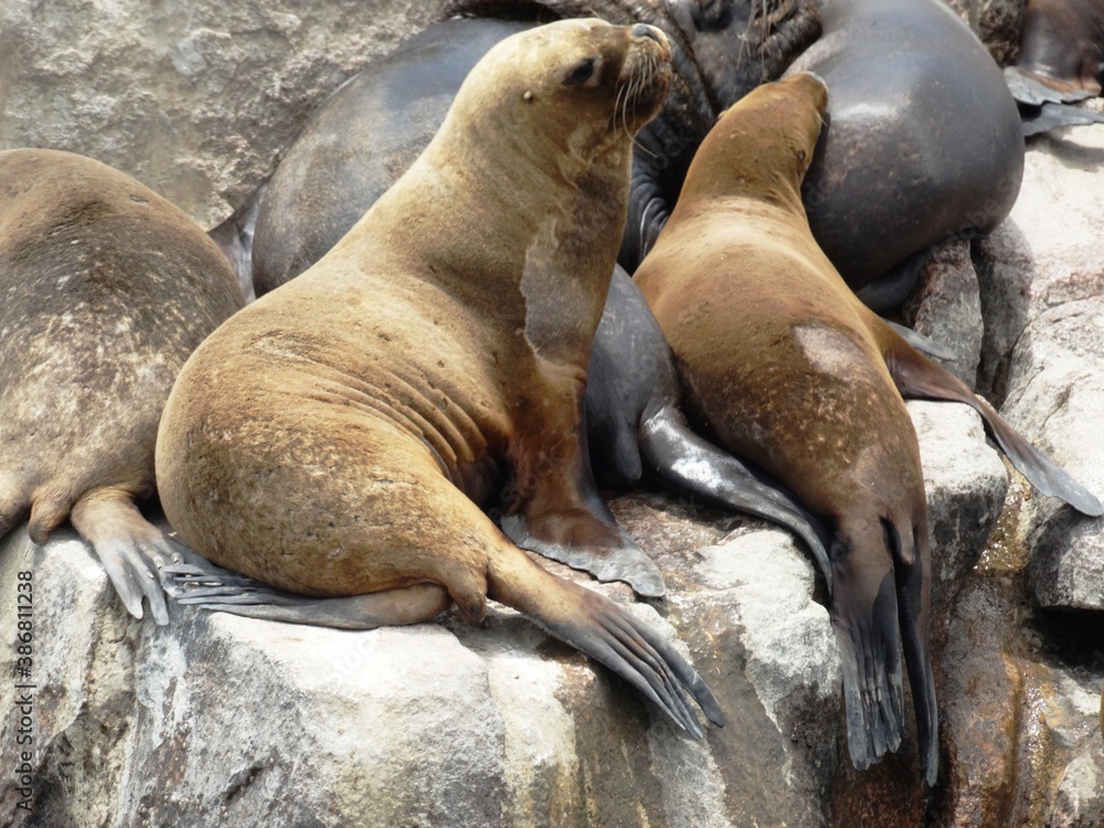 Fototapeta premium Family Sea Lions - San Diego