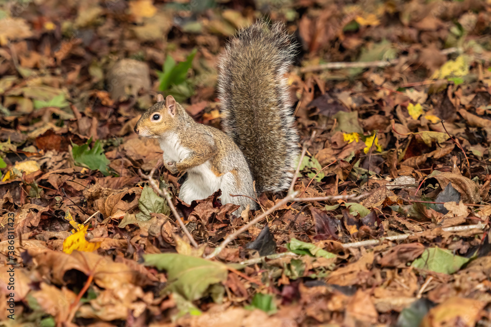 one cute grey squirrel standing on fall leaves filled grasses with its tail all the way up searching for something one cute grey squirrel standing on fall leaves filled grasses with its tail all the way up searching for something