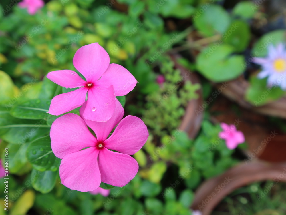 close-up the beautiful pink watercress flowers close-up the beautiful pink watercress flowers