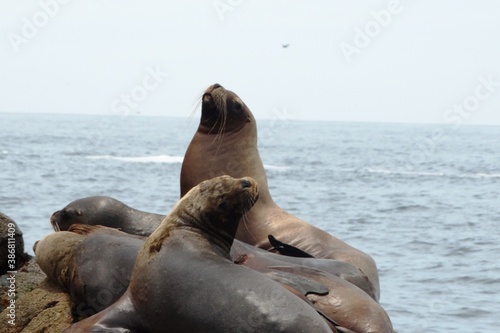Courageous Sea Lion