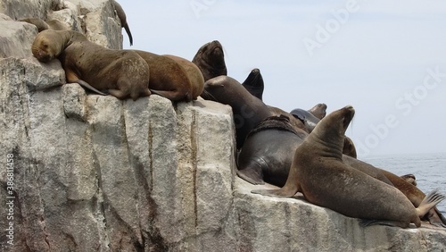 Sea Lions Resting - San Diego