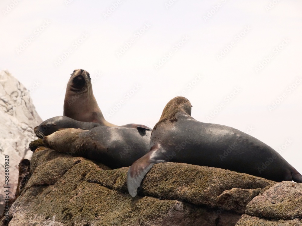 Naklejka premium Island Sea Lion