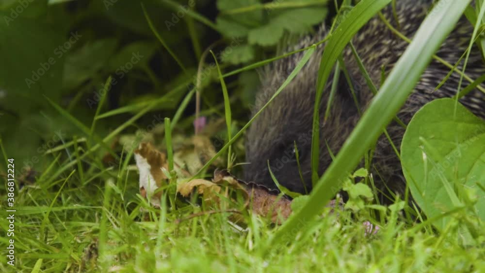 Hedgehog in day forages for food. Sticks nose in brown leaves on the ground. Hedgehog in day forages for food. Sticks nose in brown leaves on the ground.