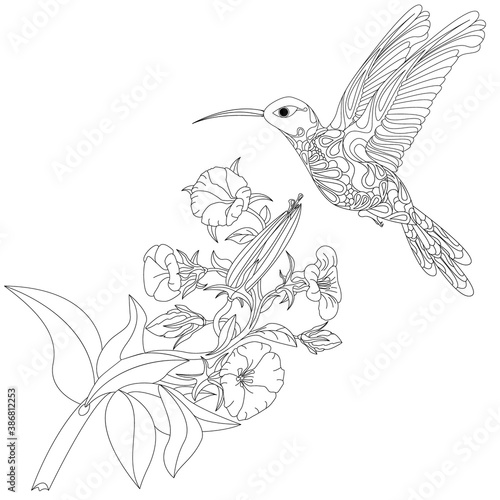 Vector illustration of hummingbird or colibri with flower isolated on white background,  monochrome. Coloring page