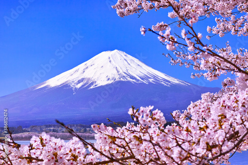 河口湖北岸から見る満開の桜と富士山