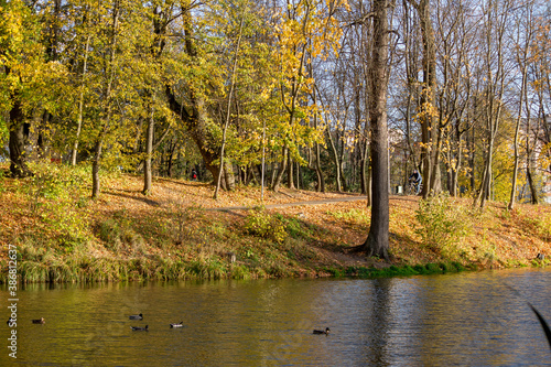 Golden autumn in a city park with a pond and ducks. Park-estate Belkino in Obninsk  Russia 