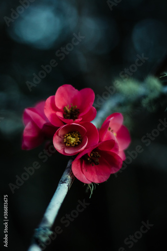 red poppy flower