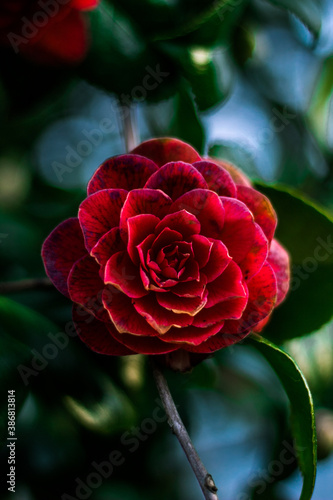 red rose in the garden