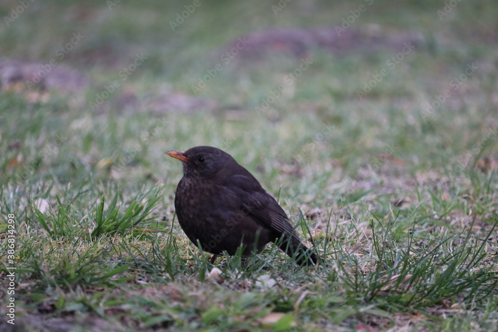 Fototapeta premium blackbird on the ground