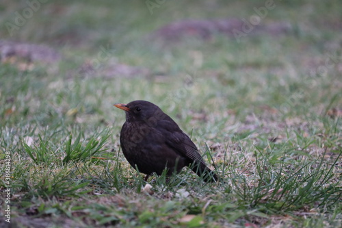 blackbird on the ground © Emmanuel