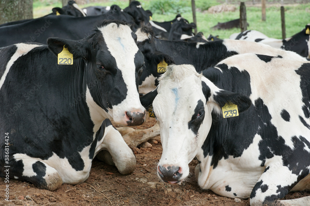 A herd of black and white cows resting in a meadow