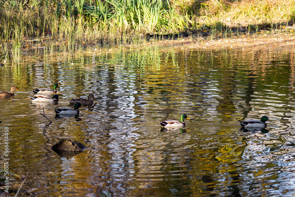 A group of ducks swims on a pond, ripples on the water