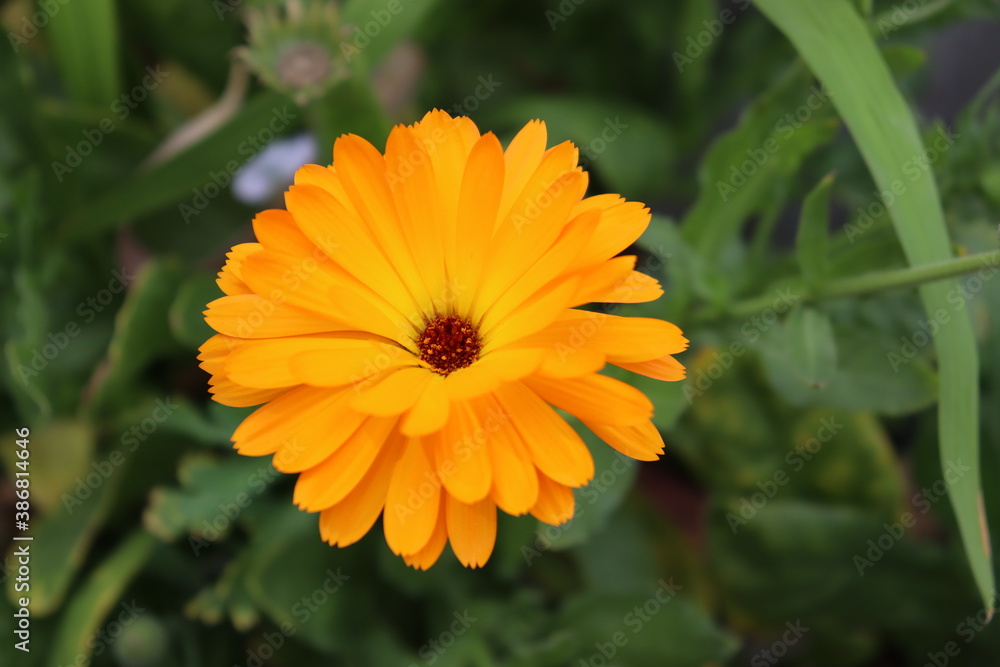 orange flower in the garden orange flower in the garden