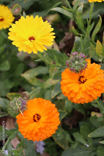 Fototapeta Naklejka Na Ścianę i Meble -  orange flowers in the garden